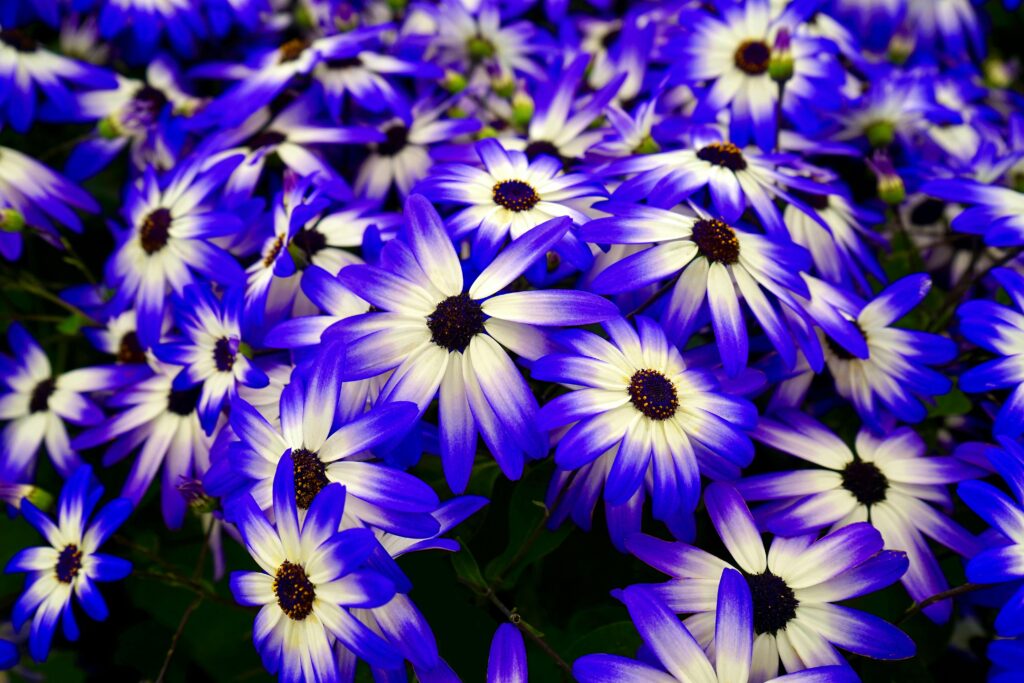 A close-up view of a vibrant cluster of purple and white daisies in full bloom showcasing nature's beauty.